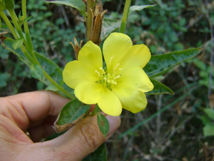 Senza foglie basali - Oenothera sp.